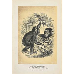 Chimpanzee