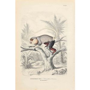 Langur