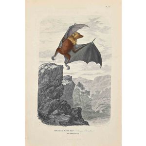 Roussette d'Edwards
