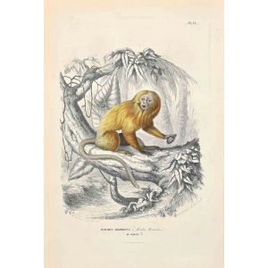 Tamarin