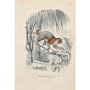 Potto