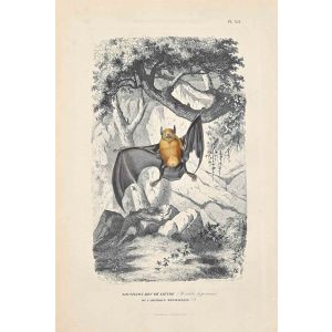 Noctule Bat
