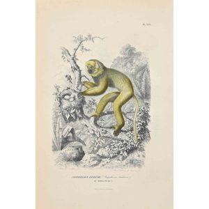 Diademed Sifaka