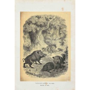 Wild Boar - SOLD