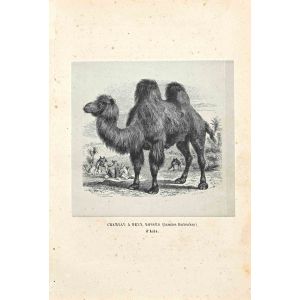 Camel with two Humps