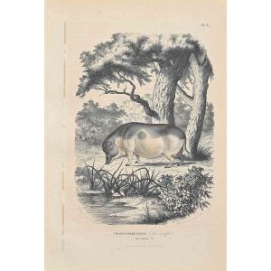 Chinese Domestic Pig