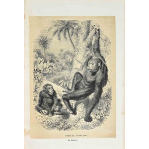 Gorilla