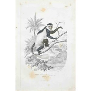 Mantled Guereza