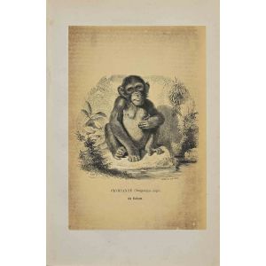 Chimpanzee