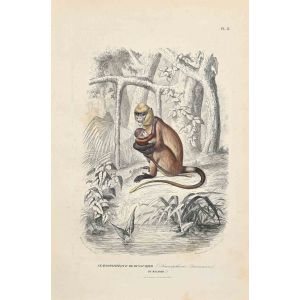 Semnopitheque de Dussumier