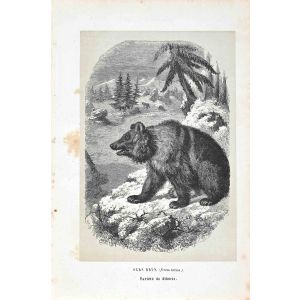 Siberian Bear