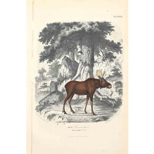 Canadian Deer - SOLD - SOLD