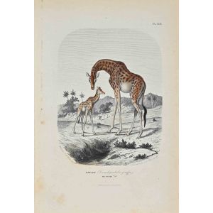 Giraffe - SOLD