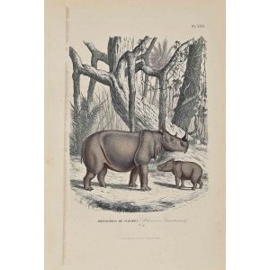 Rhinoceros of Sumatra