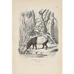 Tapir Maiba
