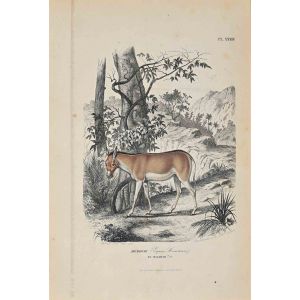 Equus Hemionus