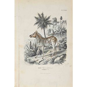Equus Montanus