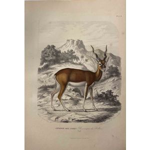 The Antelope - SOLD