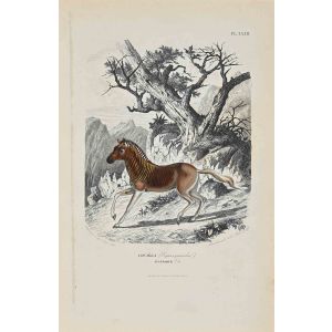 African Couagga