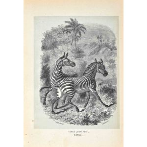 Zebra