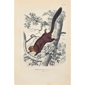 The Squirrel