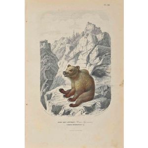 Paul Gervais - Bear from Austria - Modern Art