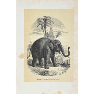 Indian Elephant