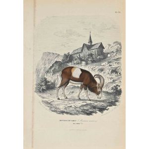 Mouflon Musmon