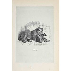 The Lion