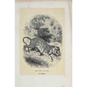 Royal Tiger