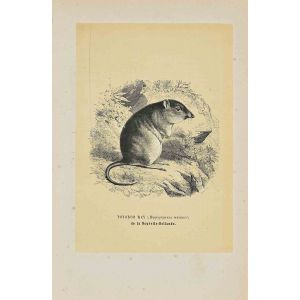 Potoroo Rat