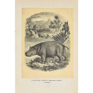 Hippopotamus Amphibious 
