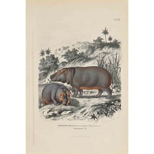 Young Hippopotamus