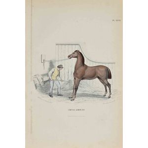 Limousin Horse