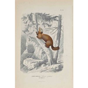 The Squirrel