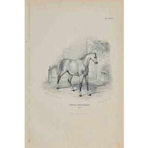 Percheron Horse
