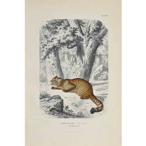 The Savage Cat of France - SOLD