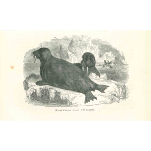 The Seals