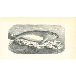The Seal