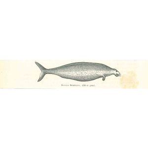 Bytina Borealis