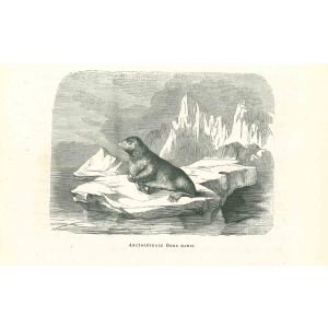 The Seal