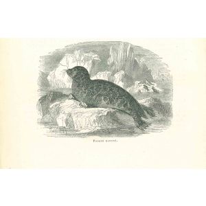 The Seal