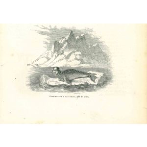 The Seal