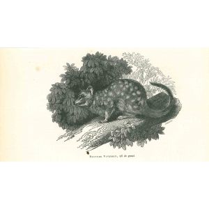 The Spotted Mouse