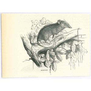 The Mouse