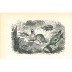 Animals On The Shore