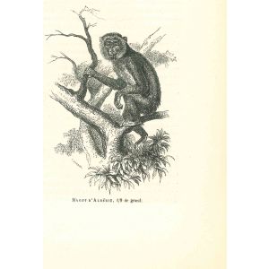 The Monkey