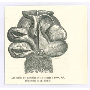 Les Poches Du Castoréum