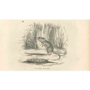 The Mouse