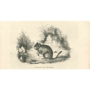 The Mouse